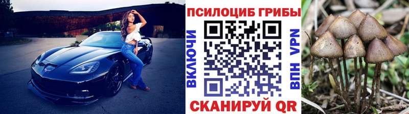 дарк нет наркотические препараты  Дальнегорск  Псилоцибиновые грибы Psilocybine cubensis 